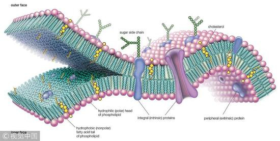 细胞膜的磷脂双分子流动镶嵌结构模型（©视觉中国）