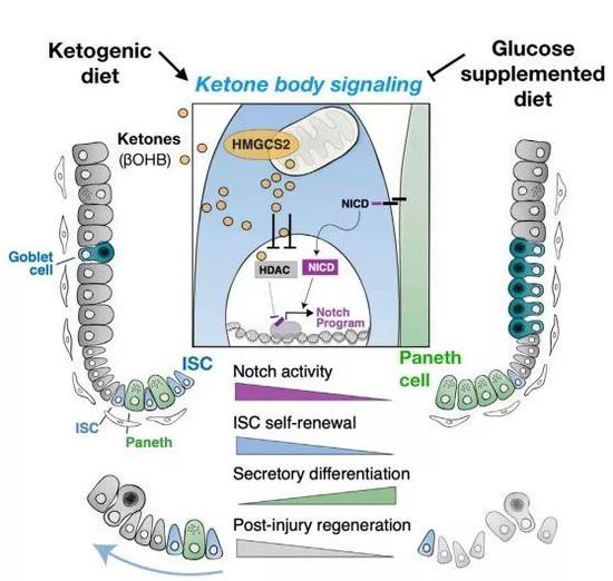  ▲不同饮食通过酮体代谢调节肠道干细胞的示意图（图片来源：参考资料[1]）