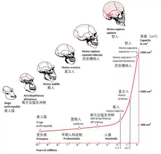 基于古灵长类动物和早期原始人化石颅骨内，铸型所示的人类进化，横坐标示年代，纵坐标示脑容量。图来自：https：//doi.org/10.15761/imm.1000287