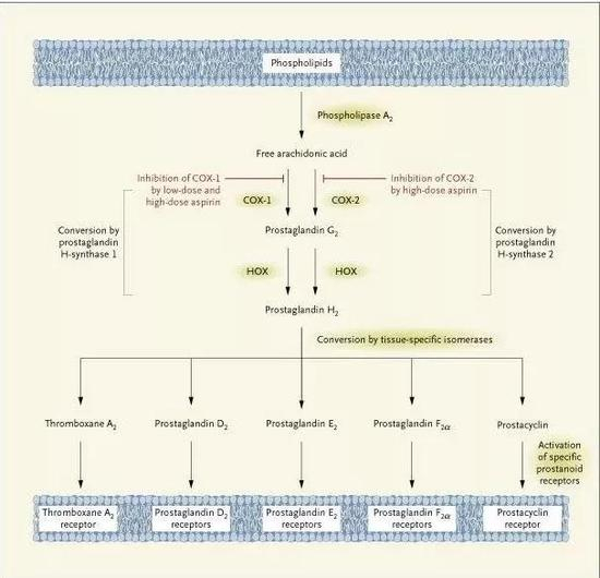 阿司匹林的作用机制[11]