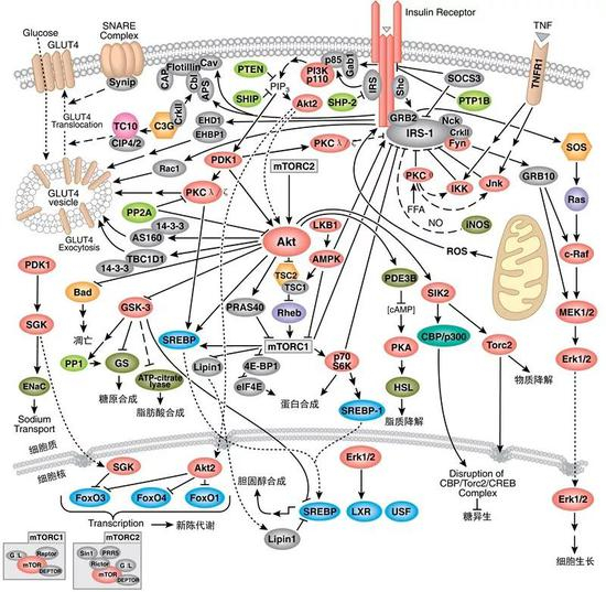 细胞信号通路（图片来源：CST）