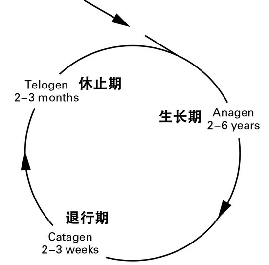 头发生长周期&nbsp;