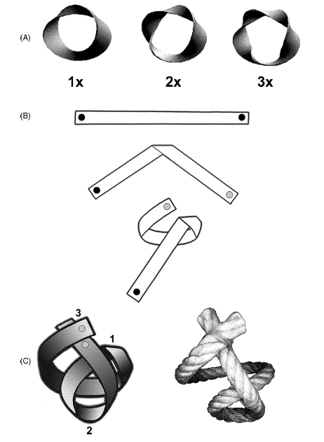 心肌带以扭了3下的莫比乌斯环（A行中的3X）的形式构成了心脏（C）。图片来源：（DOI）10.1016/j.ejcts.2006.03.011