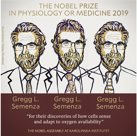 图|塞门扎获得 2019 诺贝尔生理学或医学奖，图为受访者画的漫画