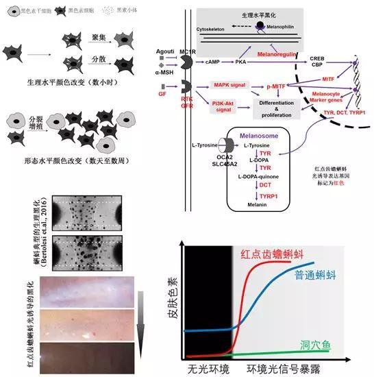 图2 变温脊椎动物的色素调节途径及红点齿蟾光诱导的色素响应。