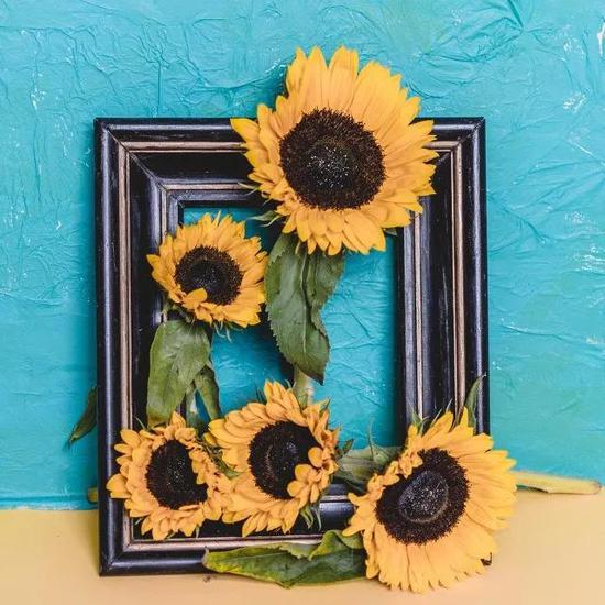 来做一幅真花版《向日葵》| 图虫创意