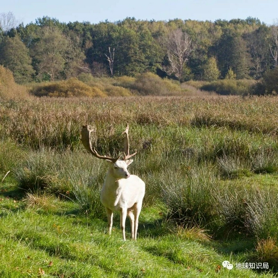 白鹿，图：壹图网