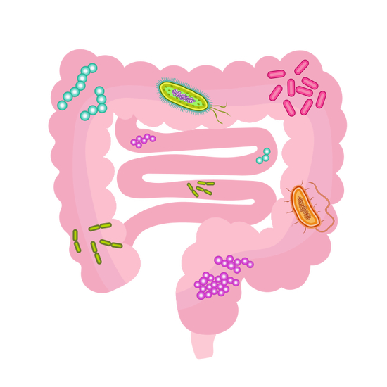 在我们肠道内的每一个角落都有各种微生物在旺盛生长着 图/Wikipedia