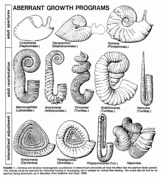 各种各样的异形菊石，双菊石为最后一排左数第三个。图片来源：Ammonites as Cartesian Divers