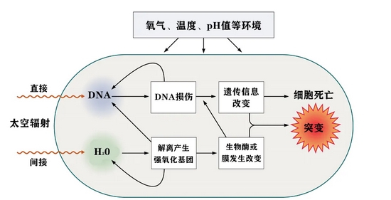 　暴露于太空辐射微生物细胞内产生的变化 | 图源：Horneck G， et al。 2010。