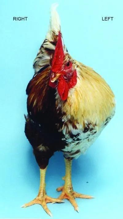这只鸡的右边是雌性，左边是看起来更大的雄性