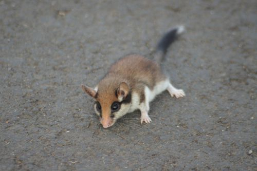 　　园睡鼠，图片来源gbif
