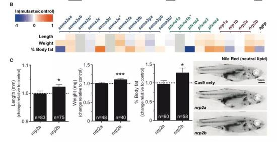 ▲敲除Sema3信号通路中的基因改变斑马鱼的体重和体脂比（图片来源：参考资料[1]）