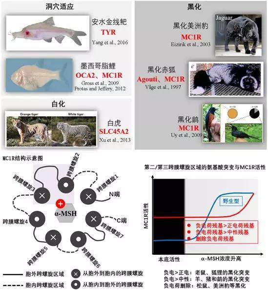 图3 色素变化的遗传基础与 MC1R 的功能特性。