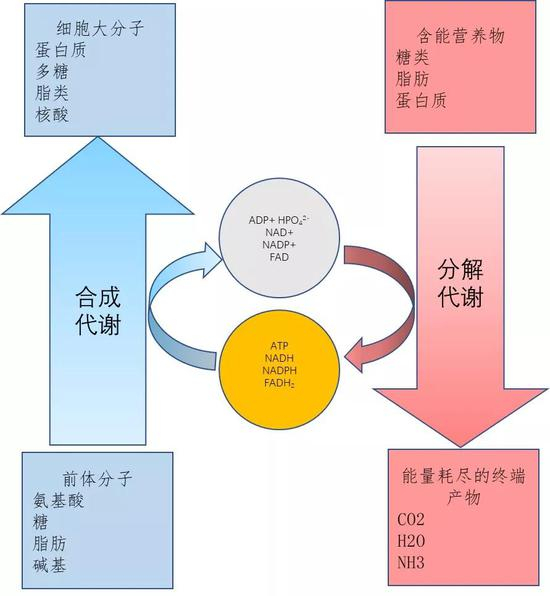 合成代谢和分解代谢的能量关系 （图片来源：David L。 Nelson et al。， 2013）