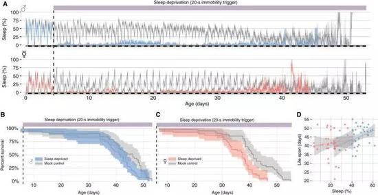 实验结果发现，失去睡眠基本对于果蝇来说基本不致命 图源：Science