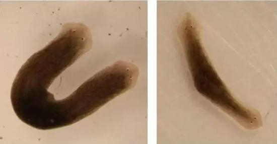 科学家在实验室创造出的双头涡虫
