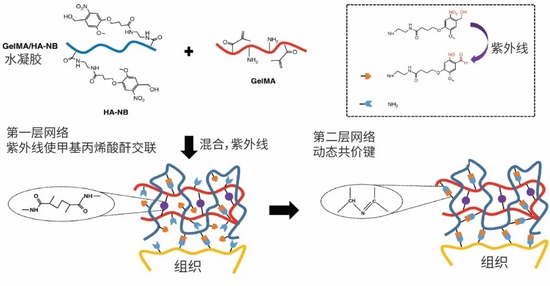 　紫外光激活，快速形成水凝胶