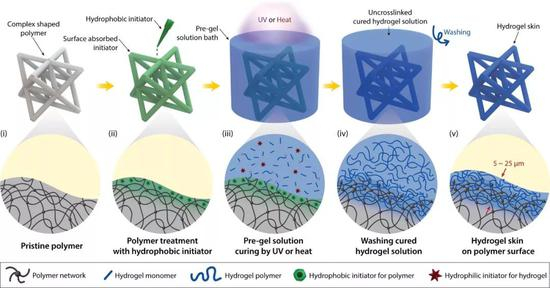 图2。 水凝胶皮肤生长机理