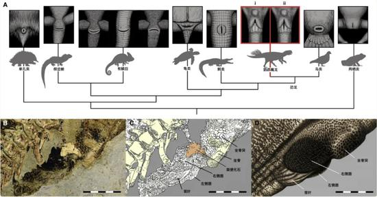 不同动物的泄殖腔结构对比（红框为恐龙，建议放大欣赏）。下面是鹦鹉嘴龙泄殖腔复原。|来自论文