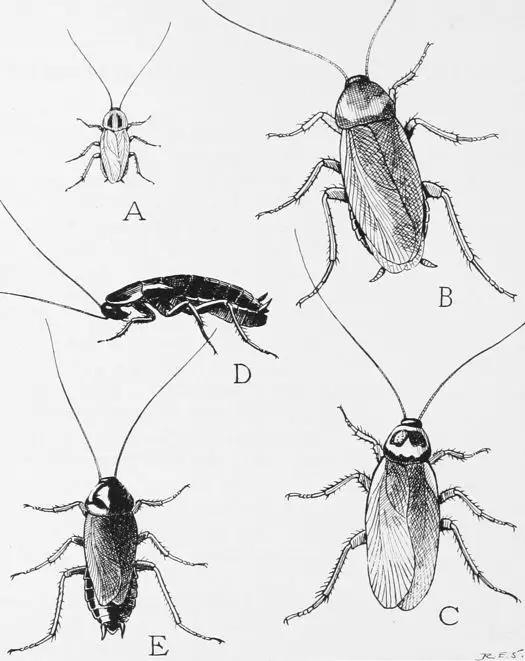 A）德国小蠊；B）美洲大蠊；C）澳洲蟑螂；D&E）东方蜚蠊雌&雄（图片来源：维基百科）