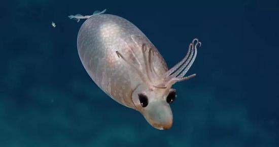 酸浆鱿科著名的小猪鱿鱼&nbsp;图片来源：Bored Panda