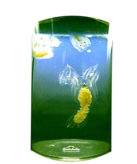 南极栉水母正争夺已经被黏液粘成一团的桡足类水蚤