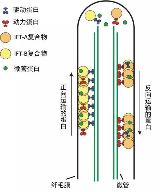  纤毛内转运蛋白在不断运动（图片来源：Cold Spring Harbor perspectives in biology）