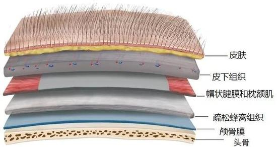而头骨下面，还有很多东西，然后才是大脑。