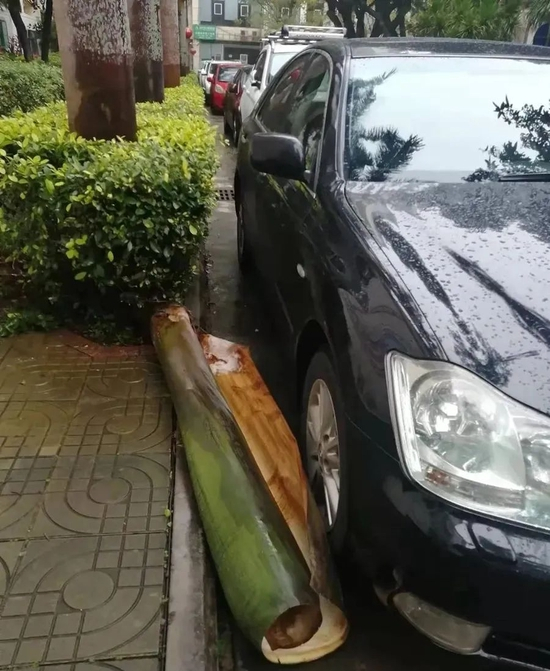 　　海口某小区的大王棕叶片掉下来，可以砸坏汽车和路人。图片来源：m.yunnan.cn/system/2022/02/11/031917291.shtml