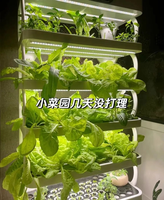 天天的种植机，图源受访者社交平台