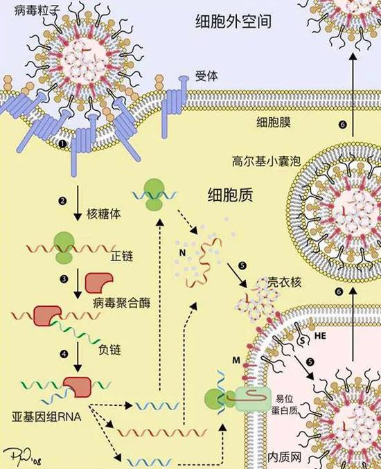  ○&nbsp;冠状病毒感染和复制过程简单图示，图示未按比例，根据The Molecular Biology of Coronavirus （1997） 论文制作。| 图片来源：Crenim/Wikicommons