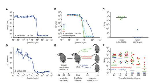 Halicin在小鼠感染模型上显示有效