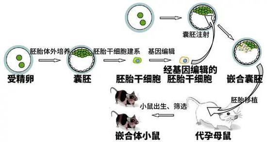 嵌合体小鼠的来源示意&nbsp;来源&nbsp;|&nbsp;鬼谷藏龙
