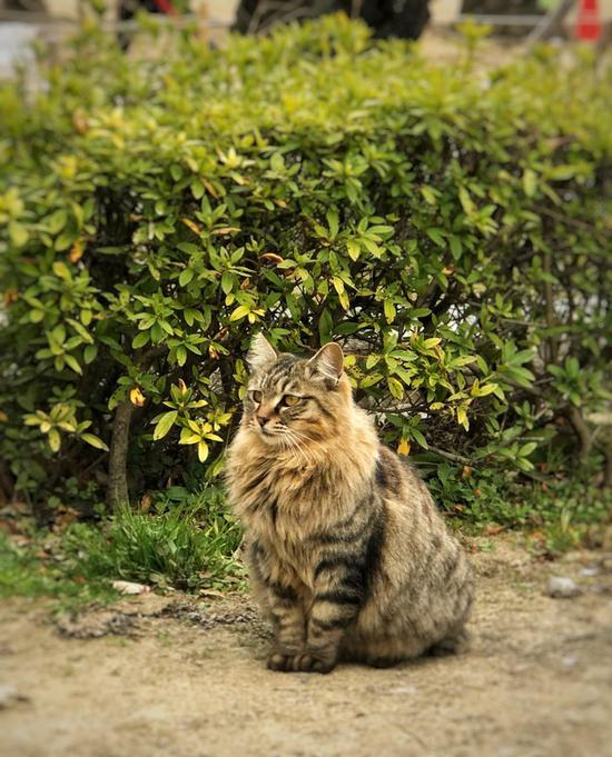 远摄镜头拍摄小动物很好用