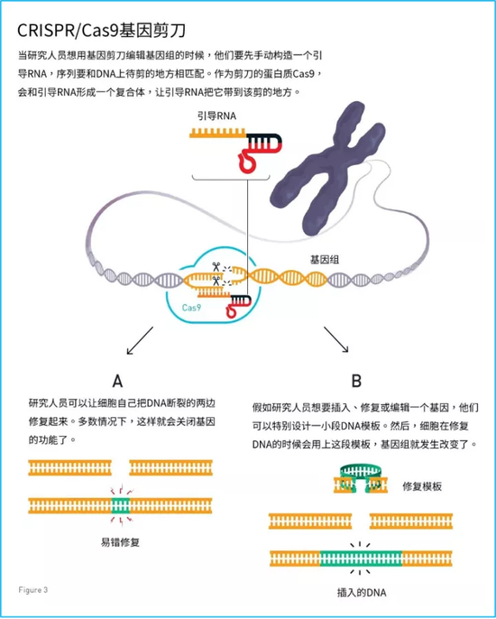 基因魔剪示意图，来源：诺贝尔奖官网（翻译：栗子）