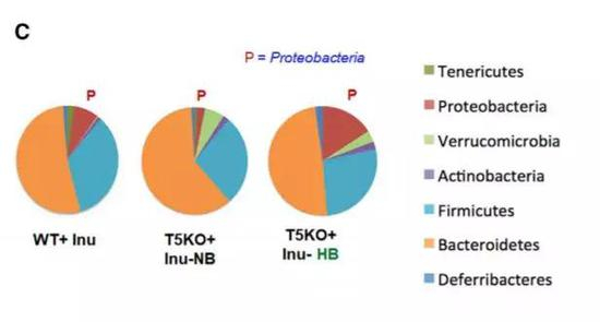 ▲小鼠的肠道菌群出现了变化（图片来源：参考资料[1]）
