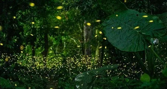 　　▲拍摄于西双版纳热带植物园的萤火虫。（图片来源：西双版纳热带植物园）