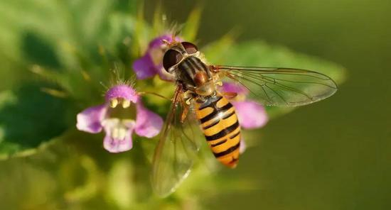 天将降大任于花虻 |维基百科