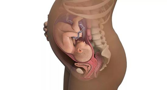 子宫要产生足够强烈的收缩力才能将胎儿娩出 | babycenter.com