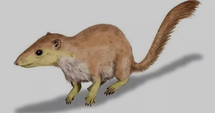 普尔加托里猴复原图 | Wikimedia Commons