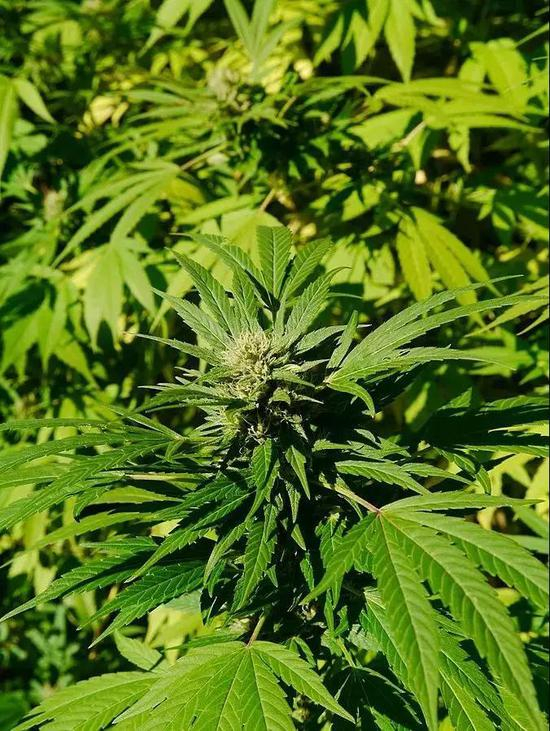 大麻（Cannabis sativa） | Wikimedia Commons，Thayne Tuason