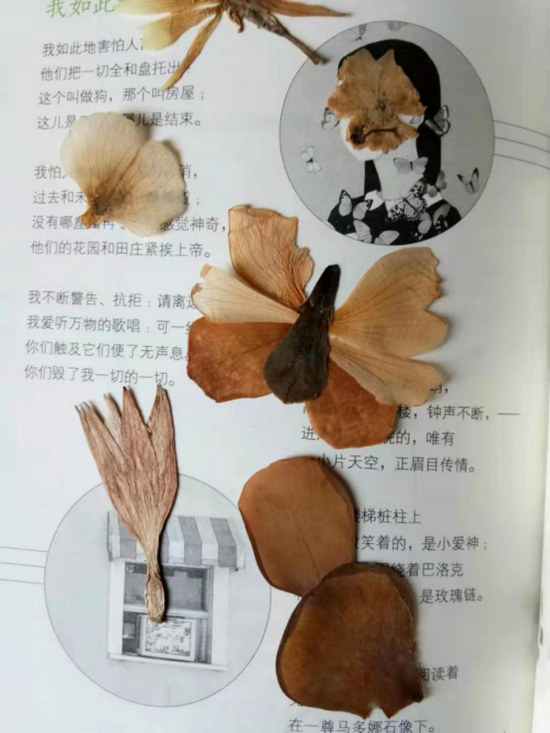 从高中起，周周收藏的奇形怪状的叶子