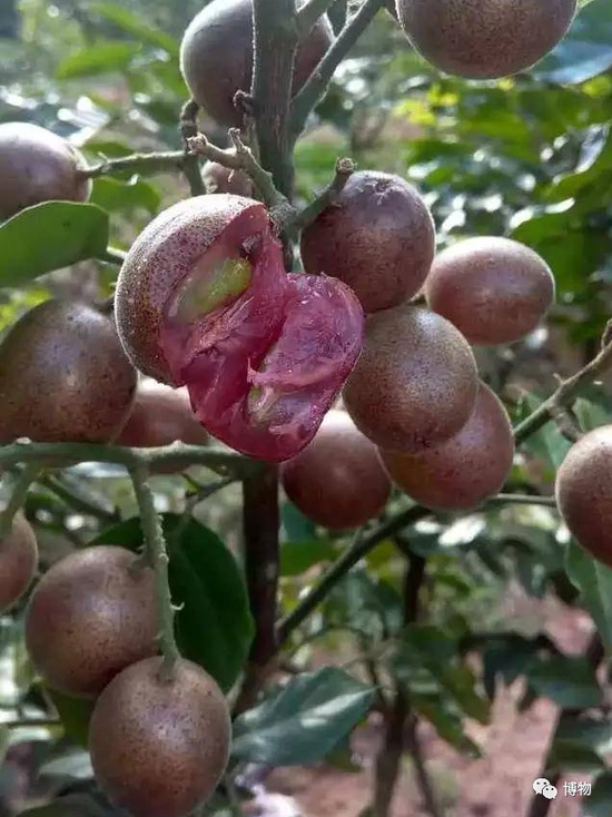 　紫黄皮&nbsp;图片来源：plantnews
