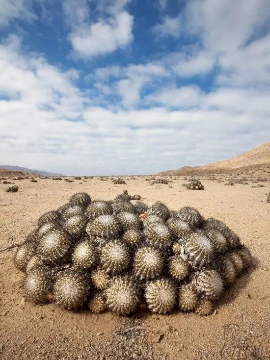 图片来源 | Gretchen Mattison