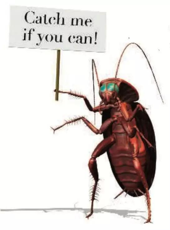 （图片来源：Cockroach&nbsp;Strategies）