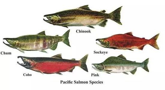 太平洋鲑属的一些种类（繁殖期） |arkive.org