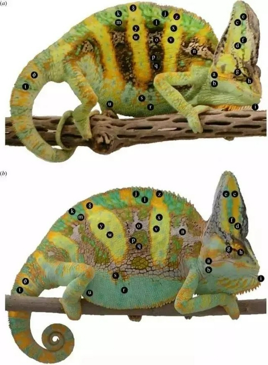 雄性高冠遇到同性之后产生的体色变化，能够很明显地看出它的身形变大，颜色变浅。