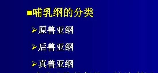 哺乳动物分类（图片来源于网络）