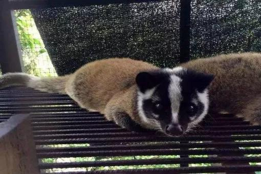 曾替蝙蝠背锅的果子狸